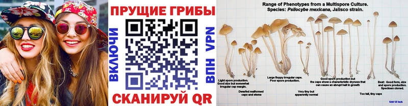 Галлюциногенные грибы ЛСД  Купить закладки  Руза 